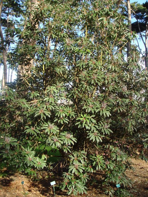 Daphniphyllum macropodum
